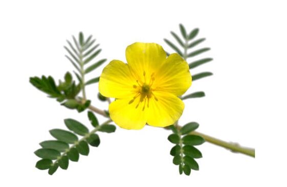 Gluconol bevat Tribulus terrestris